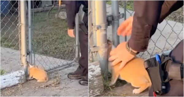 La desesperada lucha del cachorro por sobrevivir: una historia de rescate heroico-1