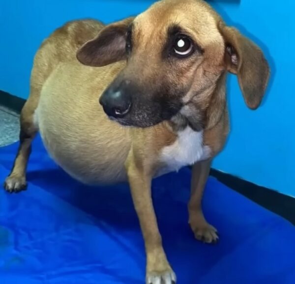 Puppy's Unbelievable Transformation After Being Abandoned With a Swollen Belly-1