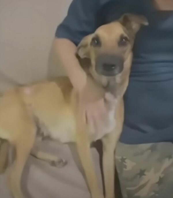 La increíble transformación de un cachorro después de ser abandonado con el vientre hinchado-1