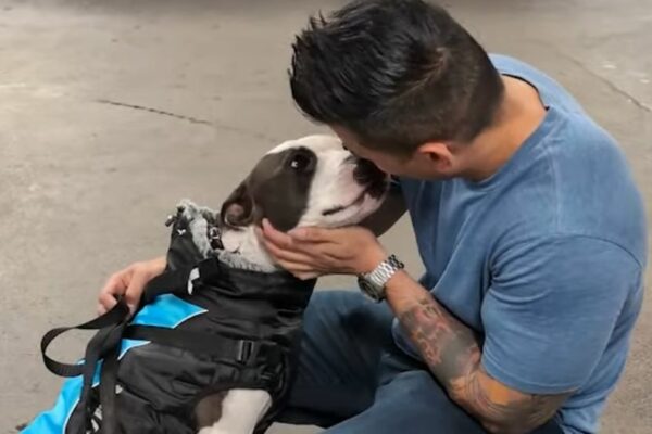 Carrera contra el tiempo: la desesperada misión de 24 horas del hombre para salvar un Pitbull-1