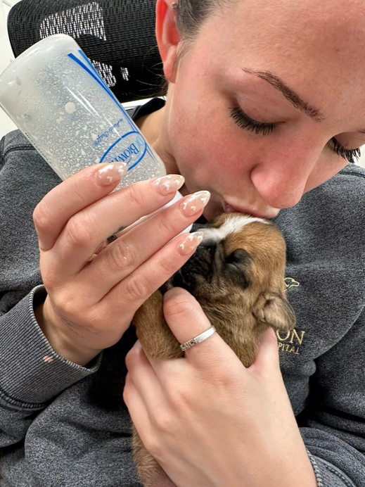 Cachorro rechazado desafía las probabilidades con el amor de una enfermera en medio de un comienzo difícil-1