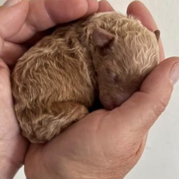 Cachorro rechazado supera las dificultades y encuentra el amor incondicional-1