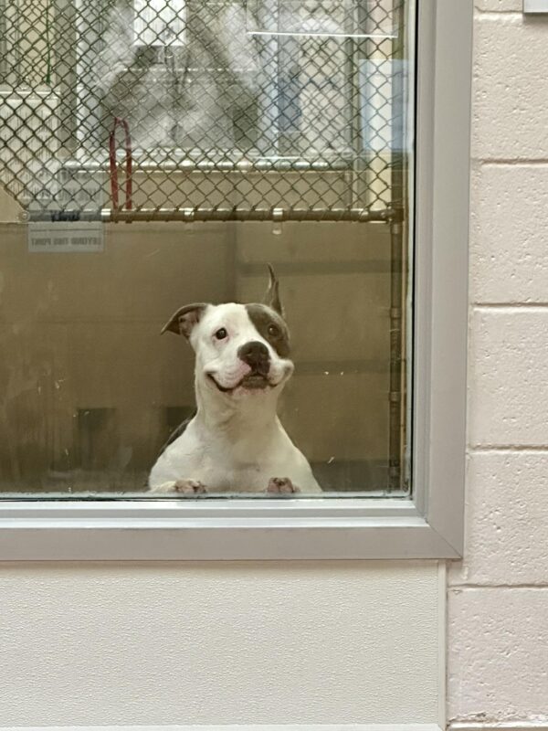 La sincera sonrisa del perro de rescate: ¿Encontrará su hogar para siempre? -1