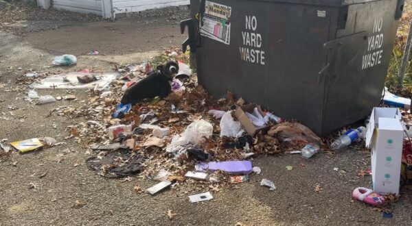 Rescate en el último momento: La historia de Snapple, el perro del contenedor de basura-1