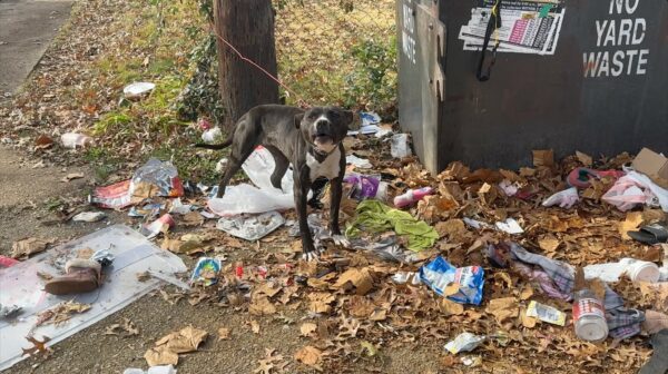 Rescate en el último momento: La historia de Snapple, el perro del contenedor de basura-2