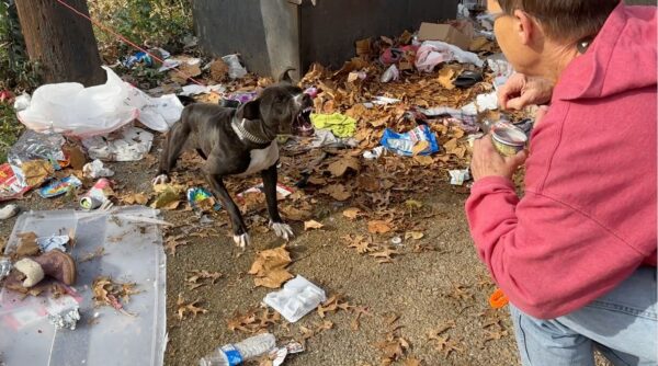 Rescate en el último momento: La historia de Snapple, el perro del contenedor de basura-3