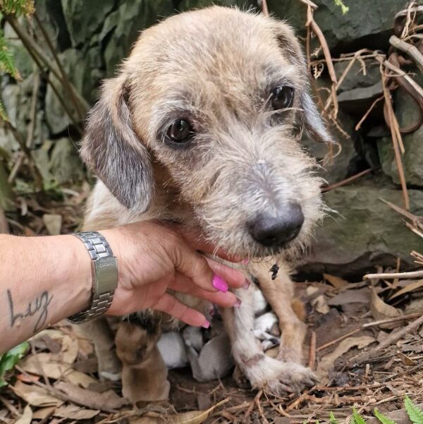 Rescue Mission: Frightened Mother Dog and Her Pups Find Hope and Love-1