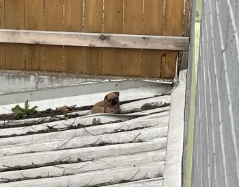 Misión de rescate: La increíble historia de un cachorro Pug en un tejado-1