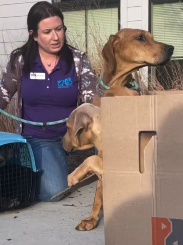 El asombroso encuentro del equipo de rescate: mamá perra y cachorros encontrados en una situación desgarradora-1