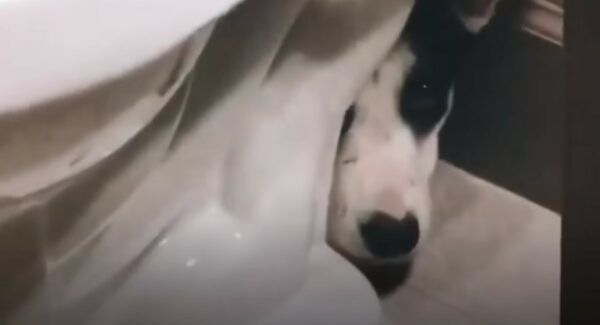 Rescued Dog's Hidden Surprise Leaves Rescuers Speechless-1