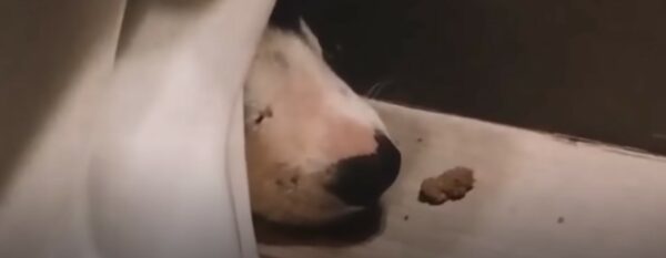 La sorpresa oculta del perro rescatado deja a los rescatistas sin palabras-1