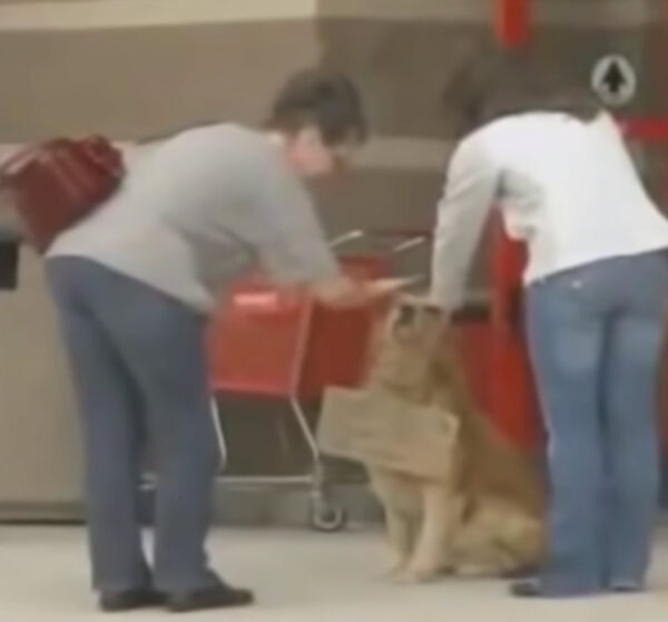 La increíble transformación del perro rescatado deja a todos asombrados-1