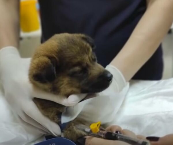 Rescued From Near Death: A Puppy’s Unbelievable Journey to Safety-1