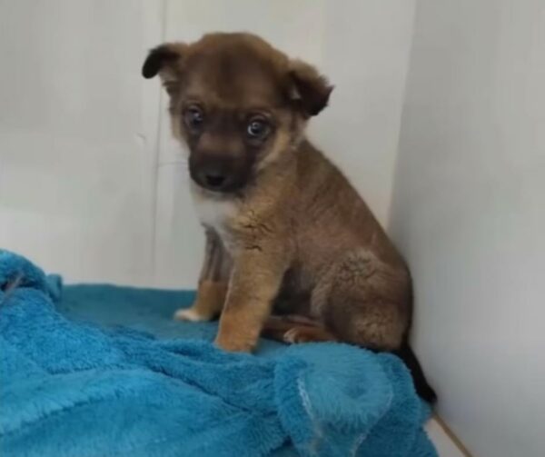 Rescued From Near Death: A Puppy’s Unbelievable Journey to Safety-1