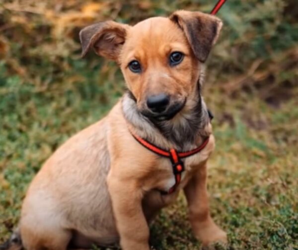 Rescatado de una situación cercana a la muerte: el increíble viaje de un cachorro hacia la seguridad-1