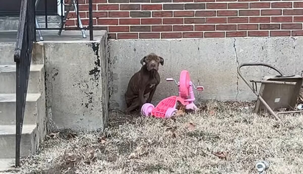 Rescatado del frío: el viaje de un perro callejero para encontrar amor y calidez-1