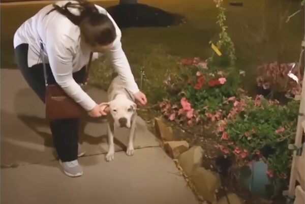 Rescued Pitbull Finds Unexpected Love and a New Family-1