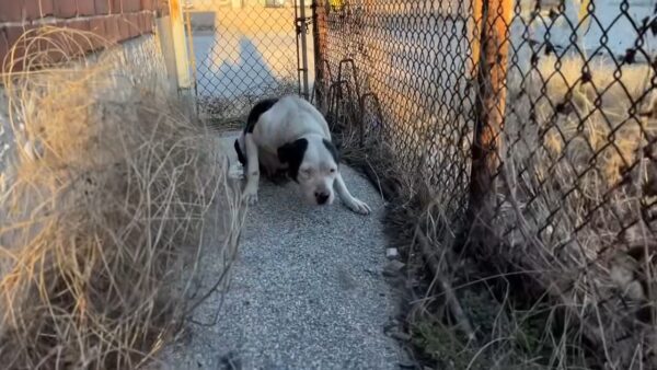 Cachorro rescatado encuentra su milagro el día de San Valentín-1