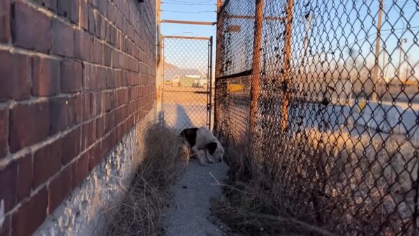 Cachorro rescatado encuentra su milagro el día de San Valentín-1