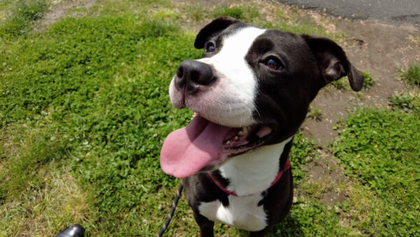 Rescued Pup Tied to a Tree Finds Hope and a New Beginning-1