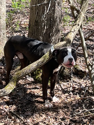 Cachorro rescatado atado a un árbol encuentra esperanza y un nuevo comienzo-1