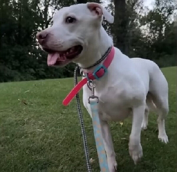 El viaje del cachorro rescatado del miedo a la alegría: una transformación sincera-1