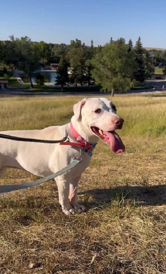 El viaje del cachorro rescatado del miedo a la alegría: una transformación sincera-1