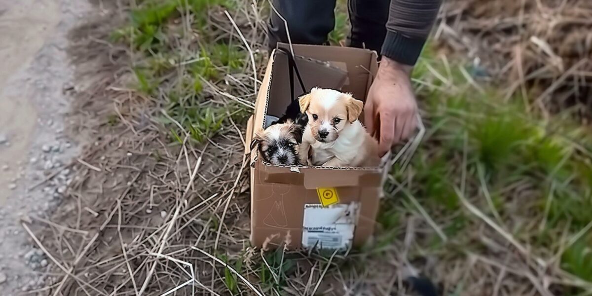 Rescued Roadside Puppies Join Man on Life-Changing Journey