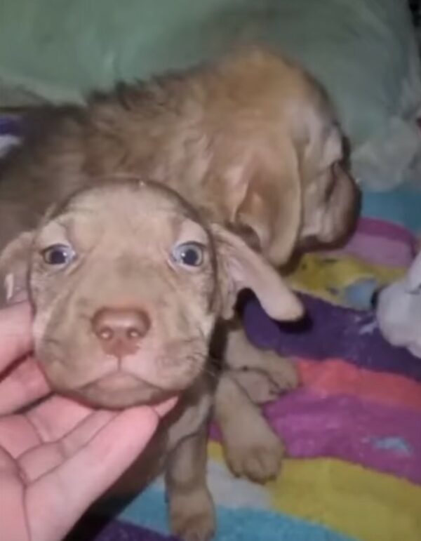 Cachorro de dos meses rescatado se aferra a su hermano herido, esperando un milagro-1