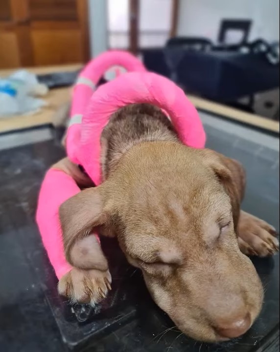 Cachorro de dos meses rescatado se aferra a su hermano herido, esperando un milagro-1