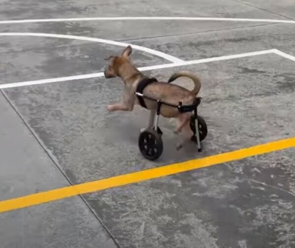 Cachorro de dos meses rescatado se aferra a su hermano herido, esperando un milagro-1