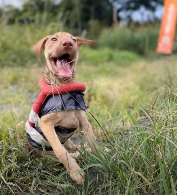 Cachorro de dos meses rescatado se aferra a su hermano herido, esperando un milagro-1