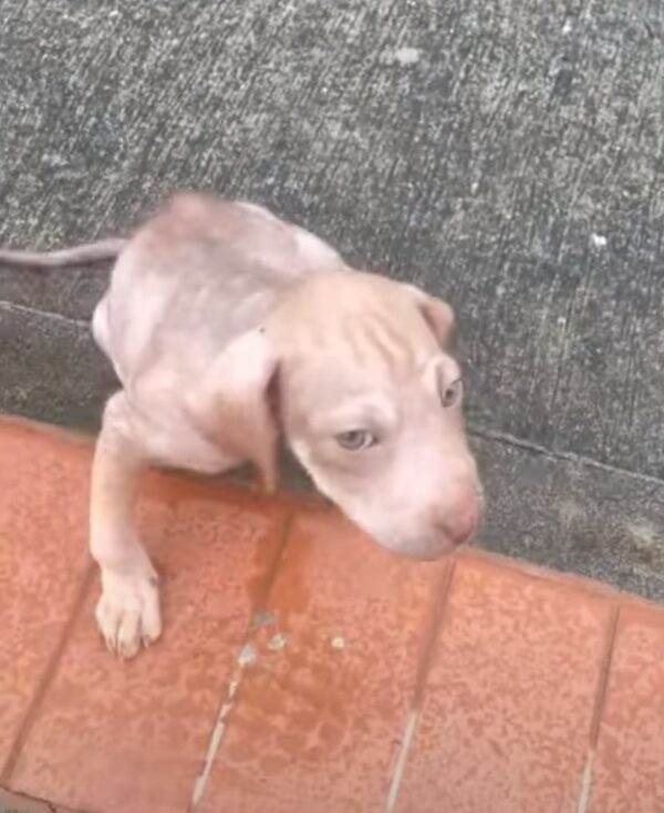 Cachorro de dos meses rescatado se aferra a su hermano herido, esperando un milagro-1