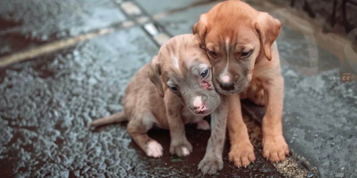 Rescued Two-Month-Old Puppy Clings to Injured Sibling, Hoping for a Miracle