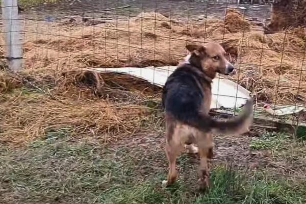 Rescuers Discover a Chained Dog's Hidden Past and a Heart-Tugging Truth-1