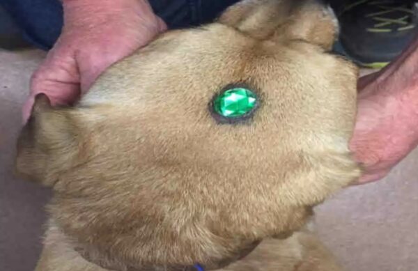 Rescuers Discover Unbelievable Clue on Stray Dogs' Foreheads-1