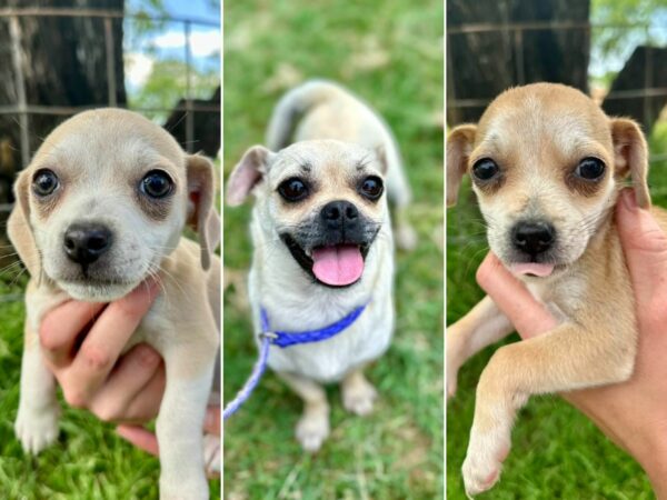 Encuentro emocional del rescatador con mamá perra abandonada y sus 8 cachorros-1