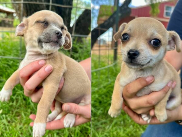 Encuentro emocional del rescatador con mamá perra abandonada y sus 8 cachorros-1