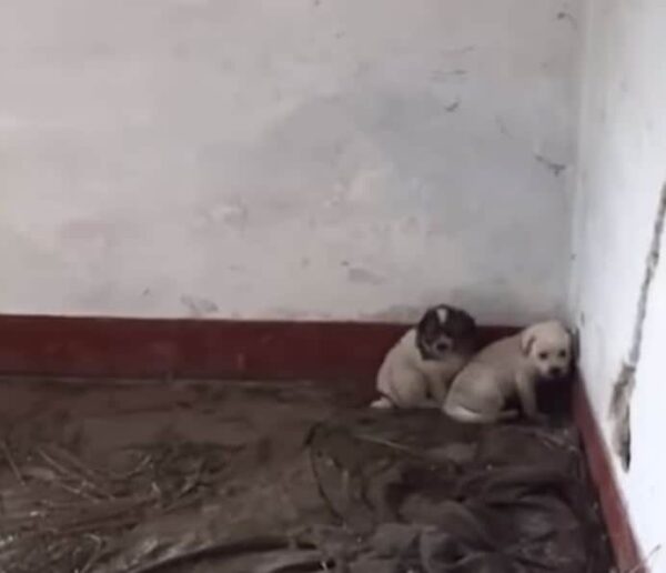 Los rescatistas siguen a un cachorro que llora hasta un descubrimiento impactante-1