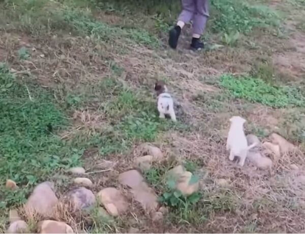 Rescuers Follow Crying Puppy to a Heart-Stopping Discovery-1