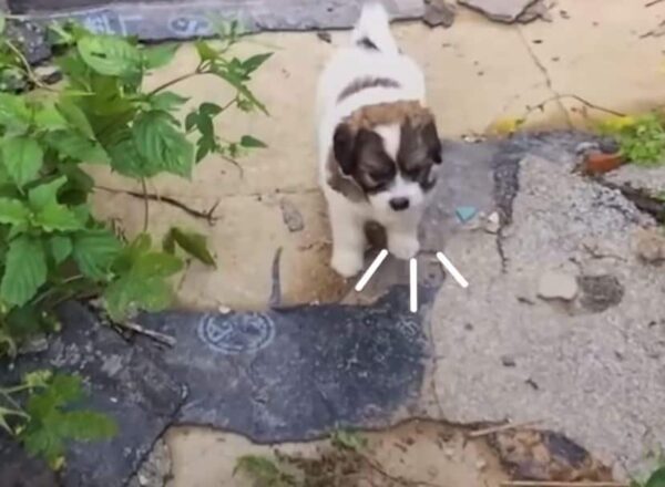 Rescuers Follow Crying Puppy to a Heart-Stopping Discovery-1