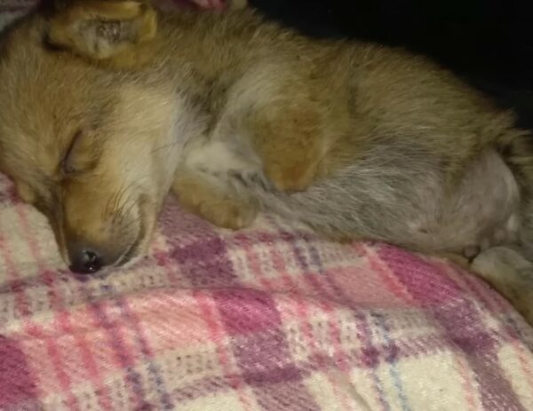 Rescuers' Heartbreak Turns to Joy After Finding Abandoned Legless Puppy-1
