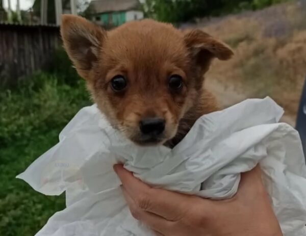 Rescuers' Heartbreak Turns to Joy After Finding Abandoned Legless Puppy-1