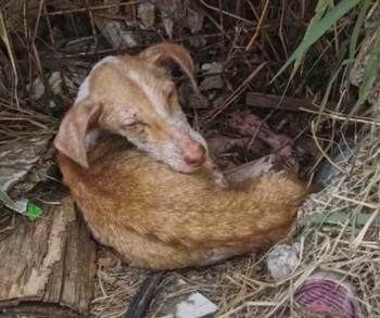 Rescuers Rally to Save Starving Dog Found Clinging to Life Under Billboard-1