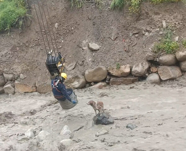 Rescuers Stunned by Desperate Dog’s Raging River Ordeal-1