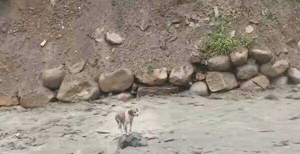 Rescuers Stunned by Desperate Dog’s Raging River Ordeal-1