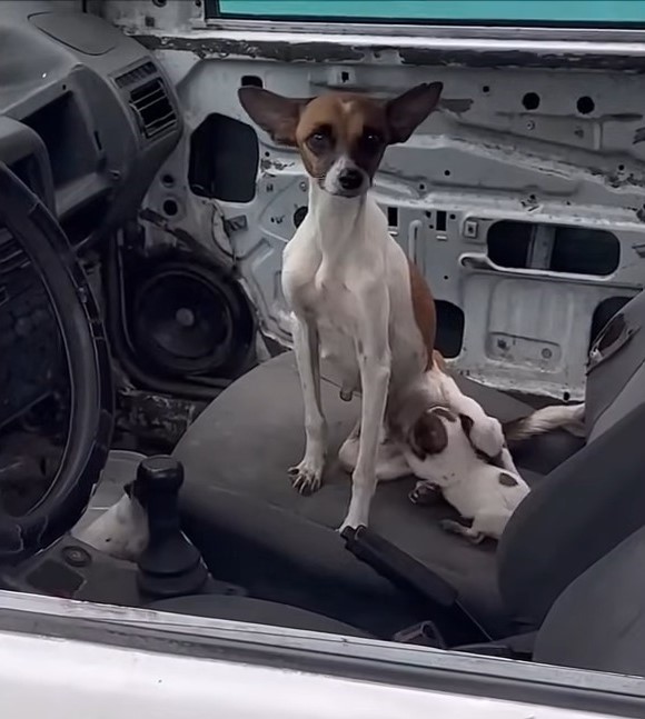 Los rescatistas descubren una escena desgarradora dentro del auto-1 abandonado