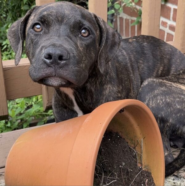 Resident Uncovers the Unexpected Mischief Maker Destroying Her Beloved Flower Pots-1