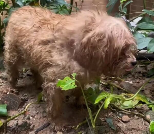 Residents Couldn't Believe What They Found Living Behind Their Building-1