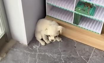 Resilient Stray Puppy Finds Hope in Unlikely Place-1